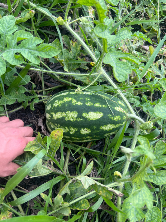 WATERMELON (ICEBOX SIZE)
