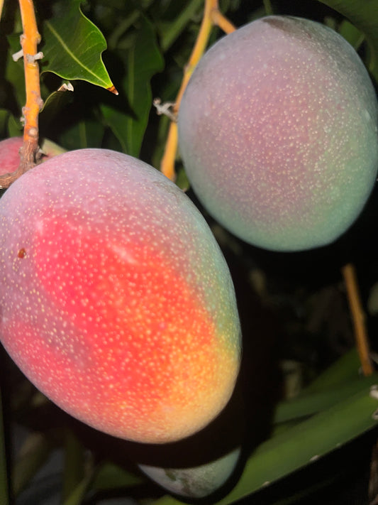 6 (KAE-HADEN) MANGO